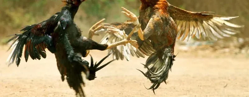 Đá Gà C1 C2 C3 C4 - Cẩm Nang Toàn Diện Cho Người Mới Bắt Đầu 1 Đá gà C1 C2 C3 C4